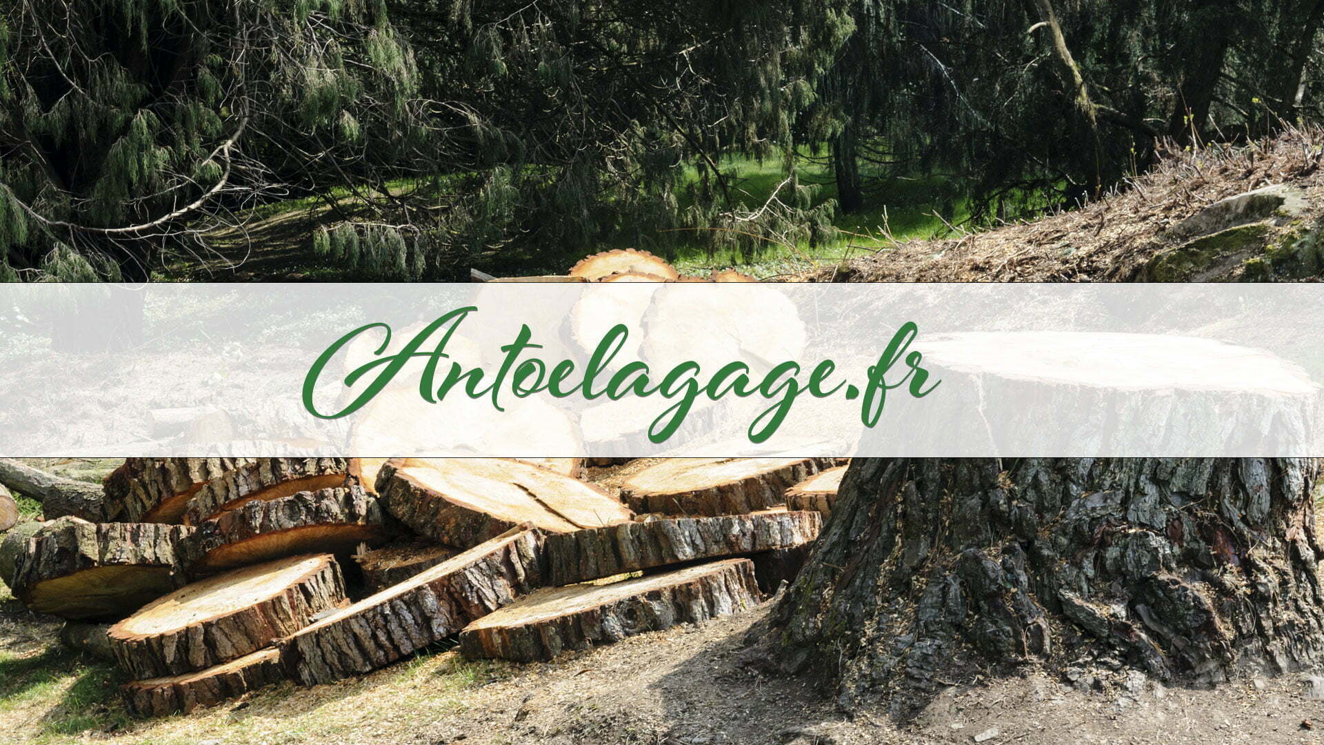 Devis dessouchage d’arbre à Mérignac 33700